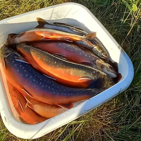 Дом отдыха 4 Person In *